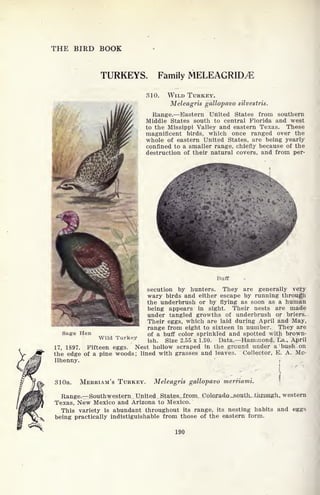 THE BIRD BOOK
TURKEYS. Family MELEAGRID^E
310. WILD TURKEY.
Meleagris gallopavo silvestris.
Range. Eastern United States from southern
Middle States south to central Florida and west
to the Missippi Valley and eastern Texas. These
magnificent birds, which once ranged over the
whole of eastern United States, are being yearly
confined to a smaller range, chiefly because of the
destruction of their natural covers, and from per-
Buffi
secution by hunters. They are generally very
wary birds and either escape by running through
the underbrush or by flying as soon as a human
being appears in sight. Their nests are made
under tangled growths of underbrush or briers.
Their eggs, which are laid during April and May,
range from eight to sixteen in number. They are
Sag-e Hen of a buff color sprinkled and spotted with brown-
Wild Turkey .
gh gize 2 55 x 1 9Q Data. Hammond, La., April
17, 1897. Fifteen eggs. Nest hollow scraped in the ground under a bush on
the edge of a pine woods; lined with grasses and leaves. Collector, E. A. Mc-
Ilhenny. '
'
-'
.. .
-
!,
310a. MERRIAM'S TURKEY. Meleagris gallopavo merriami.
Range. Southwestern United . Slates, .from. Colorado ^outh. .timrngh. western
Texas, New Mexico and Arizona to Mexico.
This variety is abundant throughout its range, its nesting habits and eggs
being practically indistiguishable from those of the eastern form.
190
 