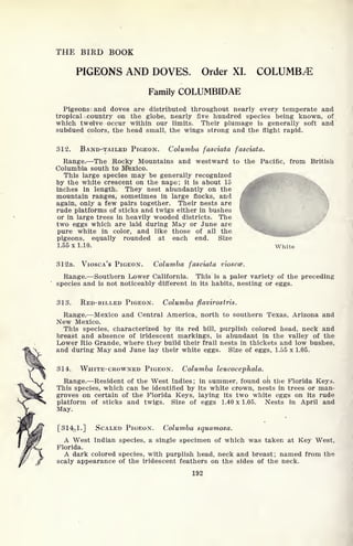 THE BIRD BOOK
PIGEONS AND DOVES. Order XL COLUMBA
Family COLUMBIDAE
Pigeons and doves are distributed throughout nearly every temperate and
tropical country on the globe, nearly five hundred species being known, of
which twelve occur within our limits. Their plumage is generally soft and
subdued colors, the head small, the wings strong and the flight rapid.
312. BAND-TAILED PIGEON. Columba fasciata fasciata.
Range. The Rocky Mountains and westward to the Pacific, from British
Columbia south to Mtexico.
This large species may be generally recognized
by the white crescent on the nape; it is about 15
inches in length. They nest abundantly on the
mountain ranges, sometimes in large flocks, and
again, only a few pairs together. Their nests are
rude platforms of sticks and twigs either in bushes
or in large trees in heavily wooded districts. The
two eggs which are laid during May or June are
pure white in color, and like those of all the
pigeons, equally rounded at each end. Size
1.55 x 1.10. White
312a. VIOSCA'S PIGEON. Columba fasciata vioscce.
Range. Southern Lower California. This is a paler variety of the preceding
species and is not noticeably different in its habits, nesting or eggs.
313. RED-BILLED PIGEON. Columba flavirostris.
Range. Mexico and Central America, north to southern Texas, Arizona and
New Mexico.
This species, characterized by its red bill, purplish colored head, neck and
breast and absence of iridescent markings, is abundant in the valley of the
Lower Rio Grande, where they build their frail nests in thickets and low bushes,
and during May and June lay their white eggs. Size of eggs, 1.55 x 1.05.
314. WHITE-CROWNED PIGEON. Columba leucocephala.
Range. Resident of the West Indies; in summer, found oh the Florida Keys.
This species, which can be identified by its white crown, nests in trees or man-
groves on certain of the Florida Keys, laying its two white eggs on its rude
platform of sticks and twigs. Size of eggs 1.40 x 1.05. Nests in April and
May.
[314.1.] SCALED PIGEON. Columba squamosa.
A West Indian species, a single specimen of which was taken at Key West,
Florida.
A dark colored species, with purplish head, neck and breast; named from the
scaly appearance of the iridescent feathers on the sides of the neck.
192
 