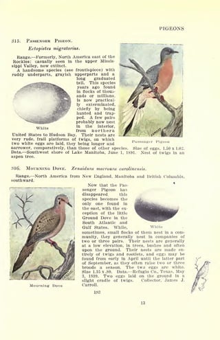 PIGEONS
315. PASSENGER PIGEON.
Ectopistes migratorius.
Range. Formerly, North America east of the
Rockies; casually seen in the upper Missis-
sippi Valley, now extinct.
A handsome species (see frontispiece) with
ruddy underparts, grayish upperparts and a
long graduated
tail. This species
years ago found
in flocks of thous-
ands or millions,
is now practical-
ly exterminated,
chiefly by being
hunted and trap-
ped. A few pairs
probably now nest
in the interior,
from northern
United States to Hudson Bay. Their nests are
very rude, frail platforms of twigs, on which
two white eggs are laid, they being longer and
narrower, comparatively, than those of other species. Size of eggs, 1.50
Data. Southwest shore of Lake Manitoba, June 1, 1891. Nest of twigs
aspen tree.
White
Passenger Pigeon
xl.02.
in an
316. MOURNING DOVE. Zenaidura macroura carolinensis.
Range. North America from New England, Manitoba and British Columbia,
southward.
Now that the Pas-
senger Pigeon has
disappeared, this
species becomes the
only one found in
the east, with the ex-
ception of the little
Ground Dove in the
South Atlantic and
Gulf States. While, White
sometimes, small flocks of them nest in a com-
munity, they generally nest in companies of
two or three pairs. Their nests are generally
at a low elevation, in trees, bushes and often
upon the ground. Their nests are made en-
tirely of twigs and rootlets, and eggs may be
found from early in April until the latter part
of September, as they often raise two or three
broods a season. The two eggs are white.
Size 1.15 x .80. Data. Refugio Co., Texas, May
3, 1899. Two eggs laid on the ground in a
slight cradle of twigs. Collector, James J.
Carroll.
1113
Mourning- Dove
13
 