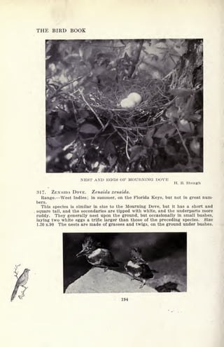 THE BIRD BOOK
NEST AND EGGS OF MOURNING DOVE
H. B. Stough
317. ZENAIDA DOVE. Zenaida zenaida.
Range. West Indies; in summer, on the Florida Keys, but not in great num-
bers.
This species is similar in size to the Mourning Dove, but it has a short and
square tail, and the secondaries are tipped with white, and the underparts more
ruddy. They generally nest upon the ground, but occasionally in small bushes,
laying two white eggs a trifle larger than those of the preceding species. Size
1.20 x.90 The nests are made of grasses and twigs, on the ground under bushes.
194
 