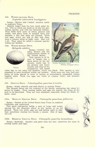 PIGEONS
318. WHITE-FRONTED DOVE.
Leptotila fulviventris brachyptera.
Range. Mexico and Central America north
to southern Texas.
Slightly larger than the last, much paler be-
low, with no black ear mark as in the two pre-
ceding species, and with the forehead whitish.
They build their nests of sticks, grasses and
weeds, and place them in tangled vines and
thickets a few feet from the ground. Their
two eggs, which are laid in May and June,
have a creamy white or buffy color. Size 1.15
x .85. They canot be called a common species
within our borders.
319. WHITE-WINGED DOVE.
Melopelia asiatica.
Range. Central Am-
erica, Mexico and the
Wsouthwestern border of
the United States.
This species is 12 in-
ches in length, has a
black patch on the ear
coverts, white tips to
the greater and lesser
coverts and some of the
secondaries, and broad
white tips to the outer tail feathers, which are black. This species is very
abundant in some localities within our borders. Their nests are very frail plat-
forms of twigs placed in trees or bushes or precariously suspended among
tangled vines. Their two eggs are white or creamy white, and measure
1.15 x .85
White-fronted Dove
White-winged Dove
White
320. GROUND DOVE. Columbigallina pa&serina terrestris.
Range. South Atlantic and Gulf States to eastern Texas.
The Ground Doves are the smallest of the family, measuring but about 6.5
inches in length. Their nesting habits and eggs are exactly like those of the
next to be described. They are very abundant, especially along the South At-
lantic coast.
320a. MEXICAN GROUND DOVE. Chcemepelia passerinus pallescens.
Range. Border of the United States from Texas to southern
California and southward.
This paler sub-species builds a nest of twigs and weeds, 4
placing the flat structure either in low bushes or on the
ground. Their two white eggs are laid during April to July,
they sometimes rearing two broods a season. Size of eggs,
.85 x .65. White
320b. BERMUDA GROUND DOVE. Chcemepelia passerina bermudiana.
Range. Bermuda. Smaller and paler than the last; otherwise the same in
nesting habits and eggs.
195
 