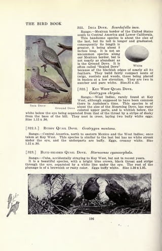 THE BIRD BOOK
321. INCA DOVE. Scardafella inca.
Range. Mexican border of the United States
south to Central America and Lower California.
This handsome species is about the size of
the last, but its tail is longer and graduated,
consequently its length is
greater, it being about 8
inches long. It is not an
uncommon species along
our Mexican border, but is
not nearly as abundant as
is the Ground Dove. It is
often called "Scaled Dove"
because af the blackish edges of nearly all iU
feathers. They build fairly compact nests of
twigs, rootlets and weeds, these being placed
in bushes at a low elevation. They are two in
number and pure white. Size.85 x .65.
[322.] KEY WEST QUAIL DOVE.
Geotrygon chrysia.
Range. West Indies, rarely found at Key
West, although supposed to have been common
there in Audubon's time. This species is of
about the size of the Mourning Dove, has rusty
colored upper parts, and is whitish below, the
white below the eye being separated from that of the throat by a stripe of dusky
from the base of the bill. They nest in trees, laying two buffy white eggs.
Size 1.15 x.90.
Inca
Ground Dove
[322.1.] RUDDY QUAIL DOVE. Geotrygon montana.
Range. Central America, north to eastern Mexico and the West Indies; once
taken at Key West. This species is similar to the last but has no white streak
under the eye, and the underparts are buffy. Eggs, creamy white. Size
1.15 x.90.
[323.] BLUE-HEADED QUAIL DOVE. Starnoenas cyanocephala.
Range. Cuba, accidentally straying to Key West, but not in recent years.
It is a beautiful species, with a bright blue crown, black throat and stripe
through the eye, separated by a white line under the eye. The rest of the
plumage is of a brownish or rusty color. Eggs buffy white. Size 1.30 x 1.05.
196
 