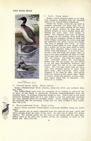 THE BIRD BOOK
L.oon
Black-throated Loon
7. LOON. Gavia immer.
Range. North America north of the Mex-
ican boundary, breeding from the northern
parts of the United States northward.
Unlike the Grebes, Loons do not build in
colonies, generally not more than one, or
at the most two pairs nesting on the same
lake or pond; neither do they seek the
marshy sloughs in which Grebes dwell, pre-
ferring the more open, clear bodies of
water. The common Loon may be known
in summer by the entirely black head and
neck with the complete ribbon of black and
white stripes encircling the lower neck and
the narrower one which crosses the throat.
The back is spotted with white. In some
sections Loons build no nest, simply scoop-
ing a hollow out in the sand, while in other
places they construct quite a large nest of
sticks, moss and grasses. It is usually plac-
ed but a few feet from the waters edge, so
that at the least suspicion the bird can slide
off its eggs into the water, where it can cope
with any enemy. The nests are nearly al-
ways concealed under the overhanging
bushes that line the shore; the one shown
in the full page illustration, however, was
located upon the top of an old muskrat
house. The two eggs which they lay are a
very dark greenish brown in color, with
black spots. Size 3.50x2.25. Data. Lake
Sunapee, N. H., June 28, 1895. Nest placed
under the bushes at the waters edge. Made
of rushes, weeds and grasses; a large struc-
ture nearly three feet in diameter. Col-
lector, H. A. Collins.
8. YELLOW-BILLED LOON. Gavia adamsi.
Range. Northwestern North America, along the Arctic and northern Alas-
kan coasts.
The Yellow-billed Loon with the exception of its whitish or yellowish bill
in place of the black, is practically otherwise indistinguishable from the
common Loon. It averages somewhat larger in size. This is one of the most
northerly breeding birds and it is only within a very few years that anything
has been learned about the breeding habits. Their nesting habits and eggs
are precisely like the preceding except that the lattr average a little larger.
Size 3.60 x 2.25.
9. BLACK-THROATED LOON. Gavia arctica.
Range. From northern United States northward, breeding along the Arctic
Coast.
This species can be easily separated from the Loon by the gray crown and
white streaks down the back of the neck. Its size, too, is about five inches
shorter. The nesting habits are the same as the Loons and the eggs have
rather more of an olive tint besides having the majority of spots at the
larger end. Size 3.10x 2.00.
18
 