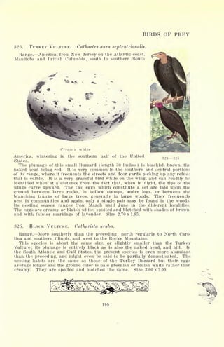 BIRDS OF PREY
325. TURKEY VULTURE. Cathartes aura septentrionalis.
Range. America, from New Jersey on the Atlantic coast,
Manitoba and British Columbia, south to southern South
324 32;">
Creamy vhite
America, wintering in the southern half of the United
States.
The plumage of this small Buzzard (length 30 inches) is blackish brown, the
naked head being red. It is very common in the southern and central portions
of its range, where it frequents the streets and door yards picking up any refuso
that is edible. It is a very graceful bird while on the wing, and can readily be
identified when at a distance from the fact that, when in flight, the tips of the
wings curve upward. The two eggs which constitute a set are laid upon the
ground between large rocks, in hollow stumps, under logs, or between the
branching trunks of large trees, generally in large woods. They frequently
nest in communities and again, only a single pair may be found in the woods.
Its nesting season ranges from March until June in the different localities.
The eggs are creamy or bluish white, spotted and blotched with shades of brown,
and with fainter markings of lavender. Size 2.70 x 1.85.
,326. BLACK VULTURE. Catharista uruba.
Range. More southerly than the preceding; north regularly to North Caro-
lina and southern Illinois, and west to the Rocky Mountains.
This species is about the same size, or slightly smaller than the Turkey
Vulture; its plumage is entirely black as is also the naked head, and bill. In
the South Atlantic and Gulf States, the present species is even more abundant
than the preceding, and might even be said to be partially domesticated. The
nesting habits are the same as those of the Turkey Buzzard but their eggs
average longer and the ground color is pale greenish or bluish white rather than
creamy. They are spotted and blotched the same. Size 3.00 x. 2.00.
199
 