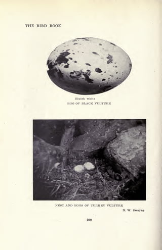 THE BIRD BOOK
Bluish white
EGG OP BLACK VULTURE
NEST AND EGGS OF TURKEY VULTURE
N. W. Swayne
 