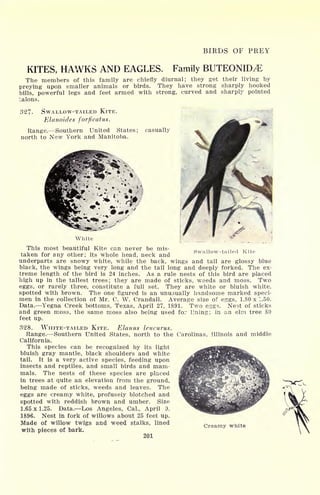 BIRDS OF PREY
KITES, HAWKS AND EAGLES. Family BUTEONID^
The members of this family are chiefly diurnal; they get their living by
preying upon smaller animals or birds. They have strong sharply hooked
bills, powerful legs and feet armed with strong, curved and sharply pointed
talons.
327. SWALLOW-TAILED KITE.
Elanoides forficatus.
Range. Southern United States; casually
north to New York and Manitoba.
White
This most beautiful Kite can never be mis-
taken for any other; its whole head, neck and
underparts are snowy white, while the back, wings and tail are glossy blue
black, the wings being very long and the tail long and deeply forked. The ex-
treme length of the bird is 24 inches. As a rule nests of this bird are placed
high up in the tallest trees; they are made of sticks, weeds and moss. Two
eggs, or rarely three, constitute a full set. They are white or bluish white,
spotted with brown. The one figured is an unusually handsome marked speci-
men in the collection of Mr. C. W. Crandall. Average size of eggs, 1.80 x 1.50.
Data. Yegna Creek bottoms, Texas, April 27, 1891. Two eggs. Nest of sticks
and green moss, the same moss also being used for lining; in an elm tree 80
feet up.
328. WHITE-TAILED KITE. Elanus leucurus.
Range. Southern United States, north to the Carolinas, Illinois and middle
California.
This species can be recognized by its light
bluish gray mantle, black shoulders and white
tail. It is a very active species, feeding upon
insects and reptiles, and small birds and mam-
mals. The nests of these species are placed
in trees at quite an elevation from the ground,
being made of sticks, weeds and leaves. The
eggs are creamy white, profusely blotched and
spotted with reddish brown and umber. Size
1.65 x 1.25. Data. Los Angeles, Cal., April 9,
1896. Nest in fork of willows about 25 feet up.
Made of willow twigs and weed stalks, lined
with pieces of bark.
201
Creamy white
 