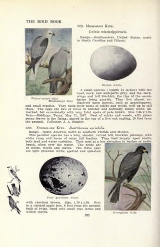 THE BIRD BOOK
328, BRHI
329. MISSISSIPPI KITE.
Ictinia mississippiensis.
Range. Southeastern United States, north
to South Carolina and Illinois.
White-tailed Kite
Mississippi Kite
Bluish white
A small species ( length 14 inches) with the
head, neck, and undeparts gray, and the back,
wings and tail blackish, the tips of the secon-
daries being grayish. They live almost ex-
clusively upon insects, such as grasshoppers,
and small reptiles. They build their nests of sticks and weeds well up in tall
trees. The eggs are two or three in number and normally bluish white, un-
marked, but occasionally with very faint spots of pale brown. Size 1.65 x 1.25.
Data. Giddings, Texas, May 31, 1887. Nest of sticks and weeds, with green
pecan leaves in the lining; placed in the top of a live oak sapling, 20 feet from
the ground. Collector, J. A. Singley.
330. EVERGLADE KITE. Rostrhamus sociabilis.
Range. South America, north to southern Florida and Mexico.
This peculiar species has a long, slender, curved bill, blackish plumage, with
white rump and bases of outer tail feather. They feed largely upon snails,
both land and water varieties. They nest at a low elevation in bushes or under
brush, often over the water. The nests are
of sticks, weeds and leaves. The three eggs
are light greenish white, spotted and splashed
Pale greenish white
with chestnut brown. Size, 1.70 x 1.30. Nest
in a custard apple tree, 6 feet from the ground,
built of twigs, lined with small vine stems and f
willow leaves.
202
Everglade Kite
 