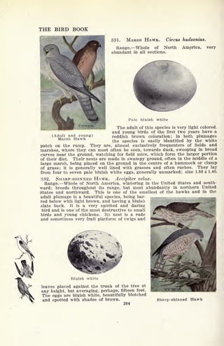 THE BIRD BOOK
331. MARSH HAWK. Circus hudsonius.
Range. Whole of North America, very
abundant in all sections.
Pale bluish white
The adult of this species is very light colored,
and young birds of the first two years have a
(Adult and young) reddish brown coloration; in both plumages
the species is easily identified by the white
patch on the rump. They are, almost exclusively frequenters of fields and
marshes, where they can most often be seen, towards dusk, swooping in broad
curves near the ground, watching for field mice, which form the larger portion
of their diet. Their nests are made in swampy ground, often in the middle of a
large marsh, being placed on the ground in the centre of a hummock or clump
of grass; it is generally well lined with grasses and often rushes. They lay
from four to seven pale bluish white eggs, generally unmarked; size 1.80x1.40.
332. SHARP-SHINNED HAWK. Accipiter velox.
Range. Whole of North America, wintering in the United States and south-
ward; breeds throughout its range, but most abundantly in northern United
States and northward. This is one of the smallest of the hawks and in the
adult plumage is a beautiful species, being bar-
red below with light brown, and having a bluish
slate back. It is a very spirited and daring
bird and is one of the most destructive to small
birds and young chickens. Its nest is a rude
and sometimes very frail platform of twigs and
Bluish white
leaves placed against the trunk of the tree at
any height, but averaging, perhaps, fifteen feet.
The eggs are bluish white, beautifully blotched
and spotted with shades of brown.
204
Sharp-shinned Hawk
 