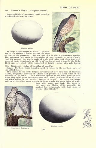 BIRDS OF PREY
333. COOPER'S HAWK. Accipiter cooperi.
Range. Whole of temperate North America,
breeding throughout its range.
Bluish white
oopers HawkAlthough larger (length 17 inches), the plum-
age of this species is almost exactly the same
as that of the preceding. Like the last, this is also a destructive species.
They construct their nests in the crotches of trees, generally at quite a height
from the ground; the nest is made of sticks and twigs, and often lined with
pieces of bark; occasionally an old Hawk's or Crow's nest is used by the birds.
Their eggs are bluish white, unmarked or faintly spotted with pale brown.
334<. GOSHAWK. Astur atricapillus atricapillus.
Range. Northern North America, south in winter to the northern parts of
the United States.
This species is one of the largest, strongest and most audacious of American
Hawks, frequently carrying off Grouse and poultry, the latter often in the
presence of the owner. It is a handsome species in the adult plumage, with
bluish gray upper parts, and light under parts, finely vermicuiated with grayish
and black shafts to the feathers. Length 23 inches. Their nests are placed
well up in the tallest trees, usually in dense woods, the nests being of sticks
lined with weeds and bark. The three or
four eggs are bluish white, generally un-
jum*). marked, but occasionally with faint spots of
***M^ brown. Size 2.30x1.70.
Bluish white
American
205
 