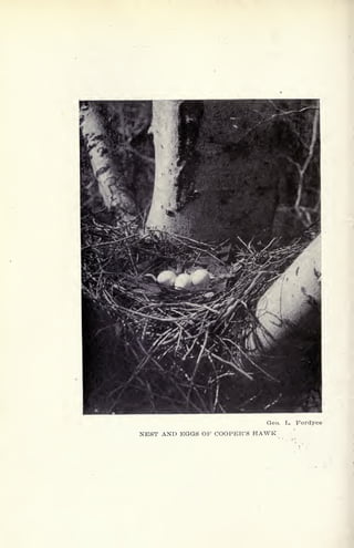 Geo. L. Fordyce
NEST AND EGGS OF COOPER'S HAWK
 