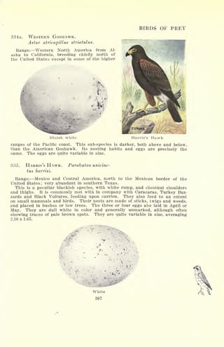 BIRDS OF PREY
334a. WESTERN GOSHAWK.
Astur atricapillus striatulus.
Range. Western North America from Al-
aska to California, breeding chiefly north of
the United States except in some of the higher
Bluish white Harris's Hawk
ranges of the Pacific coast. This sub-species is darker, both above and below,
than the American Goshawk. Its nesting habits and eggs are precisely the
same. The eggs are quite variable in size.
335. HARRIS'S HAWK. Parabuteo unicinc-
tus harrisi.
Range. Mexico and Central America, north to the Mexican border of the
United States; very abundant in southern Texas.
This is a peculiar blackish species, with white rump, and chestnut shoulders
and thighs. It is commonly met with in company with Caracaras, Turkey Buz-
zards and Black Vultures, feeding upon carrion. They also feed to an extent
on small mammals and birds. Their nests are made of sticks, twigs and weeds,
and placed in bushes or low trees. The three or four eggs ahe laid in April or
May. They are dull white in color and generally unmarked, although often
showing traces of pale brown spots. They are quite variable in size, averaging
2.10x1.65.
White
207
 