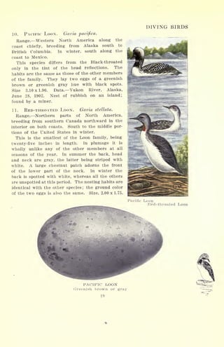 DIVING BIRDS
10. PACIFIC Loox. Gavia pacifica.
Range. Western North America along the
coast chiefly, breeding from Alaska south to
British Columbia. In winter, south along the
coast to Mexico.
This species differs from the Black-throated
only in the tint of the head reflections. The
habits are the same as those of the other members
of the family. They lay two eggs of a greenish
brown or greenish gray hue with black spots.
Size 3.10 x 1.90. Data. Yukon River, Alaska,
June 28, 1902. Nest of rubbish on an island;
found by a miner.
11. RED-THROATED LOON. Gavia stellata.
Range. Northern parts of North America,
breeding from southern Canada northward in the
interior on both coasts. South to the middle por-
tions of the United States in winter.
This is the smallest of the Loon family, being
twenty-five inches in length. In plumage it is
wholly unlike any of the other members at all
seasons of the year. In summer the back, head
and neck are gray, the latter being striped with
white. A large chestnut patch adorns the front
of the lower part of the neck. In winter the
back is spotted with white, whereas all the others
are unspotted at this period. The nesting habits are
identical with the other species; the ground color
of the two eggs is also the same. Size, 2.00 x 1.75.
Pacific Loon
Red-throated Loon
PACIFIC LOON
Greenish brown or gray
19
 