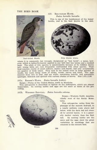 THE BIRD BOOK
337. RED-TAILED HAWK.
Buteo borealis borealis.
This is one of the handsomest of the larger
hawks, and is the best known in the east,
Red-tailed Hawk Pale bluish white
where it is commonly, but wrongly, designated as "hen hawk", a name, how-
ever, which is indiscriminately applied to any bird that has talons and a hooked
beak. The adult of this species is unmistakable because of its reddish brown
tail; young birds are very frequently confounded with other species. Their
food consists chiefly of small rodents, snakes and lizards, and only occasionally
are poultry or birds taken. They nest in the tallest trees in large patches of
woods, the nests being made of sticks, weeds, leaves and trash. The eggs
number from two to four, and are white, sometimes heavily, and sometimes
sparingly, blotched and spotted with various shades of brown. Size 2.35 x 1.80.
337a. KRIDER'S HAWK. Buteo borealis krideri.
Range. Plains of the United States, north to Manitoba.
This sub-species is described as lighter on the underparts, which are almost
immaculate. Its nesting habits and eggs are the same as those of the pre-
ceding.
337b. WESTERN RED-TAIL. Buteo borealis calurus.
* Range. Western North America,
chiefly west of the Rocky Moun-
tains.
This sub-species varies from the
plumage of the eastern Red-tail, to
a nearly uniform sooty above and
below, with the dark red tail cross-
ed by several bands; it is a gener-
ally darker variety than the Red-
tail. Its nesting habits are the
same and the eggs show the great
variations in markings that are
common to the eastern bird.
White
208
 