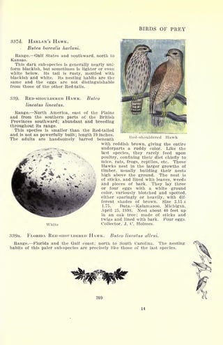 BIRDS OF PREY
337d. HARLAN'S HAWK.
Butea borealis harlani.
Range. Gulf States and southward, north to
Kansas.
This dark sub-species is generally nearly uni-
form blackish, but sometimes is lighter or even
white below. Its tail is rusty, mottled with
blackish and white. Its nesting habits are the
same and the eggs are not distinguishable
from those of the other Red-tails.
mm'//S/VJ^PI'M/ film
33Q. RED-SHOULDERED HAWK.
lineatus lineatus.
Buteo
Red-shouldered Hawk
Range. North America, east of the Plains
and from the southern parts of the British
Provinces southward; abundant and breeding
throughout its range.
This species is smaller than the Red-tailed
and is not as powerfully built; length 19 inches.
The adults are handsomely barred beneath
with reddish brown, giving the entire
underparts a ruddy color. Like the
last species, they rarely feed upon
poultry, confining their diet chiefly to
mice, rats, frogs, reptiles, etc. These
Hawks nest in the larger growths of
timber, usually building their nests
high above the ground. The nest is
of sticks, and lined with leaves, weeds
and pieces of bark. They lay three
or four eggs with a white ground
color, variously blotched and spotted,
either sparingly or heavily, with dif-
ferent shades of brown. Size 2.15 x
1.75. Data. Kalamazoo, Michigan,
April 25, 1898. Nest about 40 feet up
in an oak tree; made of sticks and
twigs and lined with bark. Four eggs.
White Collector, J. C. Holmes.
339a. FLORIDA RED-SHOULDERED HAWK. Buteo lineatus alleni.
Range. Florida and the Gulf coast; north to South Carolina. The nesting
habits of this paler sub-species are precisely like those of the last species.
209
14
 