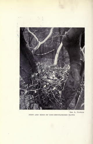 Geo. L. Pordyce
NEST AND EGGS OF RED-SHOULDERED HAWK
 