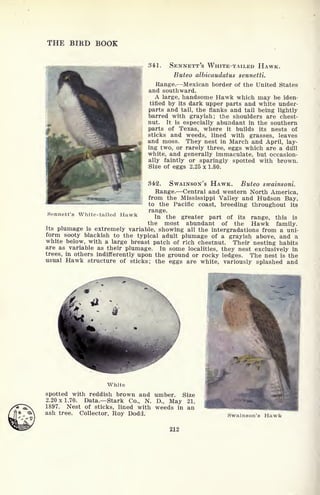 THE BIRD BOOK
341. SENNETT'S WHITE-TAILED HAWK.
Buteo albicaudatus sennetti.
Range. Mexican border of the United States
and southward.
A large, handsome Hawk which may be iden-
tified by its dark upper parts and white under-
parts and tail, the flanks and tail being lightly
barred with grayish; the shoulders are chest-
nut. It is especially abundant in the southern
parts of Texas, where it builds its nests of
sticks and weeds, lined with grasses, leaves
and moss. They nest in March and April, lay-
ing two, or rarely three, eggs which are a diill
white, and generally immaculate, but occasion-
ally faintly or sparingly spotted with brown.
Size of eggs 2.25 x 1.80.
342. SWAINSON'S HAWK. Buteo srvainsoni.
Range. Central and western North America,
from the Mississippi Valley and Hudson Bay,
to the Pacific coast, breeding throughout its
Sennett's White-tailed Hawk j greater part of its range, this is
the most abundant of the Hawk family.
Its plumage is extremely variable, showing all the intergradations from a uni-
form sooty blackish to the typical adult plumage of a grayish above, and a
white below, with a large breast patch of rich chestnut. Their nesting habits
are as variable as their plumage. In some localities, they nest exclusively in
trees, in others indifferently upon the ground or rocky ledges. The nest is the
usual Hawk structure of sticks; the eggs are white, variously splashed and
White
spotted with reddish brown and umber. Size
2.20x1.70. Data. Stark Co., N. D., May 21,
1897. Nest of sticks, lined with weeds in an
ash tree. Collector, Roy Dodd.
212
Swainson's Hawk
 