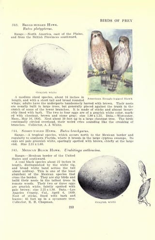 BIRDS OF PREY
343. BROAD-WINGED HAWK.
Buteo platypterus.
Range. North America, east of the Plains,
and from the British Provinces southward.
Grayish white
A medium sized species, about 16 inches in
length, and with a short tail and broad rounded
American Rough-legrged Hawk
wings ; adults have the underparts handsomely barred with brown. Their nests
are usually built in large trees, but generally placed against the trunk in the
crotch of some of the lower branches. It is made of sticks and almost invari-
ably lined with bark. The two to four eggs are of a grayish white color, mark-
ed with chestnut, brown and stone gray; size 1.90x1.55. Data. Worcester,
Mass., May 16, 1895. Nest about 20 feet up in a large chestnut tree. The birds
continually circled overhead, their weird cries sounding like the creaking of
branches. Collector, A. J. White.
844. SHORT-TAILED HAWK. Buteo brachyurus.
Range. A tropical species, which occurs north to the Mexican border and
regularly to southern Florida, where it breeds in the large cypress swamps. Its
eggs are pale greenish white, sparingly spotted with brown, chiefly at the large
end. Size 2.15x1.60.
345. MEXICAN BLACK HAWK. Urubitinga anthracina.
Range. Mexican border of the United
States and southward.
A coal black species about 22 inches in
length, distinguished by the white tip,
and broad white band across the tail
about midway. This is one of the least
abundant of the Mexican species that
cross the border. They are shy birds and
build their nests in the tallest trees in
remote woods. Their two or three eggs
are grayish white, faintly spotted with
pale brown; size 2.25x1.80. Data. Los
Angeles County, Cal., April 6, 1889.
Nest of sticks, lined with bark and
leaves; 45 feet up in a sycamore tree.
Collector, R. B. Chapman. Grayish white
213
 