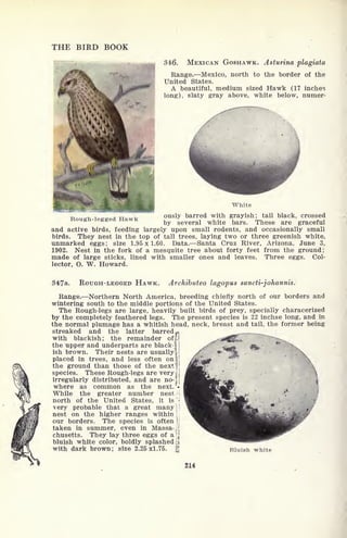 THE BIRD BOOK
346. MEXICAN GOSHAWK. Asturina plagiata
Range. Mexico, north to the border of the
United States.
A beautiful, medium sized Hawk (17 inches
long), slaty gray above, white below, numer-
White
Rough-legged Hawk ously barred with grayish; tail black, crossed
by several white bars. These are graceful
and active birds, feeding largely upon small rodents, and occasionally small
birds. They nest in the top of tall trees, laying two or three greenish white,
unmarked eggs; size 1.95x1.60. Data. Santa Cruz River, Arizona, June 3,
1902. Nest in the fork of a mesquite tree about forty feet from the ground;
made of large sticks, lined with smaller ones and leaves. Three eggs. Col-
lector, O. W. Howard.
347a. ROUGH-LEGGED HAWK. Archibuteo lagopus sancti-johannis.
Range. Northern North America, breeding chiefly north of our borders and
wintering south to the middle portions of the United States.
The Rough-legs are large, heavily built birds of prey, specially characerized
by the completely feathered legs. The present species is 22 inchse long, and in
the normal plumage has a whitish head, neck, breast and tail, the former being
streaked and the latter barred
with blackish; the remainder of.
the upper and underparts are black-;
ish brown. Their nests are usually
placed in trees, and less often on
the ground than those of the next
species. These Rough-legs are very
irregularly distributed, and are no-
where as common as the next.
7
*
While the greater number nest. ;
I
north of the United States, it is N
very probable that a great many |
i
nest on the higher ranges within ;
,
our borders. The species is often
jj
taken in summer, even in Massa-;!|
chusetts. They lay three eggs of a !j
bluish white color, boldly splashed ;ji
with dark brown; size 2.25x1.75. ;|] Bluish white
214
 