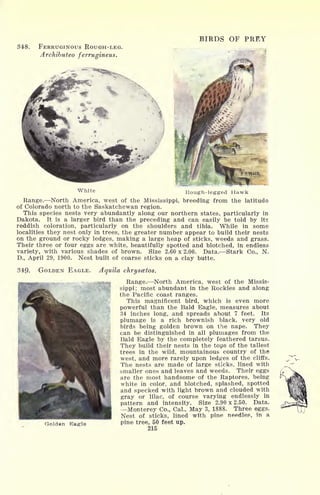 34>8. FERRUGINOUS ROUGH-LEG.
Archibuteo ferrugineus.
BIRDS OF PREY
White Rough-legged Hawk
Range. North America, west of the Mississippi, breeding from the latitude
of Colorado north to the Saskatchewan region.
This species nests very abundantly along our northern states, particularly in
Dakota. It is a larger bird than the preceding and can easily be told by its
reddish coloration, particularly on the shoulders and tibia. While in some
localities they nest only in trees, the greater number appear to build their nests
on the ground or rocky ledges, making a large heap of sticks, weeds and grass.
Their three or four eggs are white, beautifully spotted and blotched, in endless
variety, with various shades of brown. Size 2.60x2.00. Data. Stark Co., N.
D., April 29, 1900. Nest built of coarse sticks on a clay butte.
349. GOLDEN EAGLE. Aquila chryscetos.
Range. North America, west of the Missis-
sippi; most abundant in the Rockies and along
the Pacific coast ranges.
This magnificent bird, which is even more
powerful than the Bald Eagle, measures about
34 inches long, and spreads about 7 feet. Its
plumage is a rich brownish black, very old
birds being golden brown on the nape. They
can be distinguished in all plumages from the
Bald Eagle by the completely feathered tarsus.
They build their nests in the tops of the tallest
trees in the wild, mountainous country of the
west, and more rarely upon ledges of the cliffs.
The nests are made of large sticks, lined with
smaller ones and leaves and weeds. Their eggs
are the most handsome of the Raptores, being
white in color, and blotched, splashed, spotted
and specked with light brown and clouded with
gray or lilac, of course varying endlessly in
pattern and intensity. Size 2.90x2.50. Data.
Monterey Co., Cal., May 3, 1888. Three eggs.
Nest of sticks, lined with pine needles, in a
pine tree, 50 feet up,
215
Golden Eagle
 