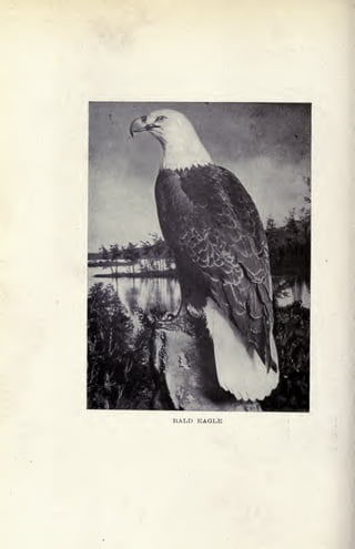 BALD EAGLE
 