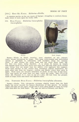 BIRDS OF PREY
[351.] GRAY SEA EAGLE. Haliceetus albicilla.
A common species on the sea coasts of Europe; straggling to southern Green-
land, where it nests upon the rocky cliffs.
352. BALD EAGLE. Haliceetus leucocephalus
leucocephalus.
White Bald Eagle
Range. Whole of North America; most abundant on the Atlantic
coast; breeds throughout its range. This large white-headed and white-tailed
species is abundant in sufficiently wild localities along the Atlantic
coast. It only attains the white head and tail when three years old,
the first two years, being blackish. It is about 34 inches in length
and expands about seven feet, never over eight feet, and only birds of the second
year (when they are larger than the adults) ever approach this expanse.
Their food consists of fish (which they sometimes capture themselves, but
more often take from the Osprey), carrion, and Ducks, which they catch in
flight. Their nests are massive structures of sticks, in the tops of tall trees.
They very rarely lay more than two eggs, which are white. Size 2.75 x 2.10.
Data. Mt. Pleasant, S. C., nest in top of a pine, 105 feet from the ground;
made of large sticks and lined with Spanish moss.
352a. NORTHERN BALD EAGLE. Haliceetus leucocephalus alascanus.
Range. Alaska. This sub-species averages slightly larger than the Bald
Eagle, but never exceeds the largest dimensions of that species. Its nesting
habits and eggs are the same, except that it more often builds its nests on rocky
cliffs than does the Bald Eagle. The eggs are laid in February and March.
217
 