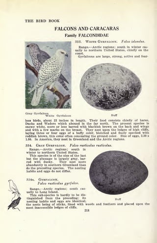 THE BIRD BOOK
FALCONS AND CARACARAS
Family FALCONDIDAE
tKBa^^M^H^^^^^Ma^^^n 353. WHITE GYRFALCON. Falco islandus.
Range. Arctic regions; south in winter cas-
ually to northern United States, chiefly on the
coast.
Gyrfalcons are large, strong, active and fear-
Gray Gyrfalcon
White Gyrfalcon Buff
less birds, about 23 inches in length. Their food consists chiefly of hares,
Ducks and Waders which abound in the far north. The present species is
snowy white, more or less barred with blackish brown on the back and wings
and with a few marks on the breast. They nest upon the ledges of high cliffs,
laying three or four eggs of a buffy color, blotched and finely specked with
reddish brown, this color often concealing the ground color. Size of eggs, 2.30 x
1.80. In America, they nest in Greenland and the Arctic regions.
354. GRAY GYRFALCON. Falco rusticolus rusticolus.
Range. Arctic regions; south in
winter to northern United States.
This species is of the size of the last
but the plumage is largely gray, bar-
red with dusky. They nest more
abundantly in southern Greenland than
do the preceding species. The nesting
habits and eggs do not differ.
854a. GYRFALCON.
Falco rusticolus gyrfalco.
Range. Arctic regions; south cas-
ually to Long Island.
This sub-species is hardly to be dis-
tinguished from the preceding; its
nesting habits and eggs are identical,
the nests being of sticks, lined with weeds and feathers and placed upon the
most inaccessible ledges of cliffs.
218
Buff
 