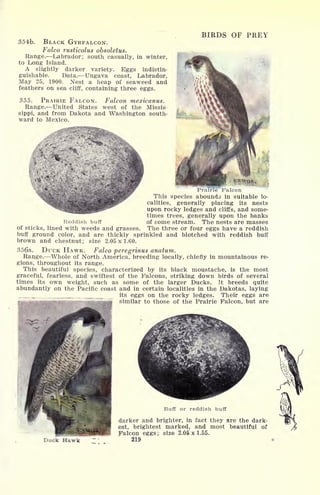354tb. BLACK GYRFALCON.
Falco rusticolus obsoletus.
Range. Labrador; south casually, in winter,
to Long Island.
A slightly darker variety. Eggs indistin-
guishable. Data. Ungava coast, Labrador,
May 25, 1900. Nest a heap of seaweed and
feathers on sea cliff, containing three eggs.
355. PRAIRIE FALCON. Falcon mexicanus.
Range. United States west of the Missis
sippi, and from Dakota and Washington south-
ward to Mexico.
BIRDS OF PREY
Falcon
This species abounds in suitable lo-
calities, generally placing its nests
upon rocky ledges and cliffs, and some-
times trees, generally upon the banks
Reddish buff of some stream. The nests are masses
of sticks, lined with weeds and grasses. The three or four eggs have a reddish
buff ground color, and are thickly sprinkled and blotched with reddish buff
brown and chestnut; size 2.05x1.60.
356a. DUCK HAWK. Falco peregrinus anatum.
Range. Whole of North America, breeding locally, chiefly in mountainous re-
gions, throughout its range.
This beautiful species, characterized by its black moustache, is the most
graceful, fearless, and swiftest of the Falcons, striking down birds of several
times its own weight, such as some of the larger Ducks. It breeds quite
abundantly on the Pacific coast and in certain localities in the Dakotas, laying
its eggs on the rocky ledges. Their eggs are
similar to those of the Prairie Falcon, but are
Duck Hawk
Buff or reddish buff
darker and brighter, in fact they are the dark-
est, brightest marked, and most beautiful of
Falcon eggs ; size 2.05 x 1.55.
219
 