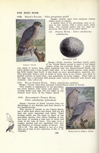 THE BIRD BOOK
356b. PEALE'S FALCON. Falco peregrinus pealei.
Range. Pacific coast from northern United
States north to Alaska.
A darker form of the preceding, such as oc-
curs in this section with a great many other
birds. The nesting habits and the eggs are
precisely like those of the Duck Hawk.
357. PIGEON HAWK. Falco columbarius
columbarius.
Pigeon Hawk
Brownish buff
Range. North America, breeding chiefly north
of the United States except in some of the higher
ranges along our northern border. A small Fal-
con, about 11 inches long, often confused with the Sharp-shinned Hawk, but
much darker and a more stoutly built bird. It is a daring species, often attack-
ing birds larger than itself; it also feeds on mice, grasshoppers, squirrels, etc.
They generally build a nest of sticks in trees, deep in the woods; less often in
natural cavities of dead trees; and sometimes on rocky ledges. Their four or
five eggs have a brownish buff ground color, heavily blotched with brown and
chestnut. Size 1.50 x 1.22
357a. BLACK PIGEON HAWK. Falco columbarius suckleyi.
Range. Pacific coast from northern United States north to Alaska.
Very similar in appearance to the preceding, uM^MKftaaKSgraag^^HBIBIbut much darker, both above and below. Its j
nesting habits and eggs will not differ in any i
%-
manner from those of the Pigeon Hawk.
357b. RICHARDSON'S PIGEON HAWK.
Falco columbarius richardsoni.
Range. Interior of North America from the
Mississippi to the Rockies and from Mexico to
the Saskatchewan.
This species is similar to the Pigeon Hawk,
but is paler both above and below, and the tail
bars are more numerous and white. Their
nesting habits are the same as those of the
preceding species, they either building in hol-
low trees, or making a rude nest of sticks and
twigs in the tops of trees. The eggs have a
creamy ground and are sprinkled with dots
and blotches of various shades of brown. Size
1.60 x 1.23. The egg figured is one of a beau-
tiful set of four in the collection of Mr. C. W.
Crandall.
220
Richardson's Pigeon Hawk
 