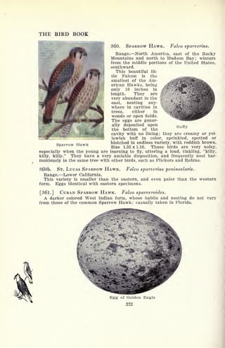 THE BIRD BOOK
360. SPARROW HAWK. Falco sparverius.
Range. North America, east of the Rocky
Mountains and north to Hudson Bay; winters
from the middle portions of the United States,
southward.
This beautiful lit-
tle Falcon is the
smallest of the Am-
erican Hawks, being
only 10 inches in
length. They are
very abundant in the
east, nesting any-
where in cavities in
trees, either in
woods or open fields.
The eggs are gener-
ally deposited upon
the bottom of the
cavity with no lining; they are creamy or yel-
lowish buff in color, sprinkled, spotted or
blotched in endless variety, with reddish brown.
Size 1.35 x 1.10. These birds are very noisy,
especially when the young are learning to fly, uttering a loud, tinkling, "killy,
killy, killy." They have a very amiable disposition, and frequently nest har-
moniously in the same tree with other birds, such as Flickers and Robins.
360b. ST. LUCAS SPARROW HAWK. Falco sparverius peninsularis.
Range. Lower California.
This variety is smaller than the eastern, and even paler than the western
form. Eggs identical with eastern specimens.
[361.] CUBAN SPARROW HAWK. Falco sparveroides.
A darker colored West Indian form, whose habits and nesting do not vary
from those of the common Sparrow Hawk; casually taken in Florida.
Buffy
Sparrow Hawk
Egg of Golden Eagle
222
 