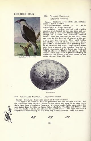 THE BIRD BOOK
Hi
~AudubonT
s
362. AUDUBON CARACARA.
Polyborus cherirvay.
Range. Southern border of the United States
south to South America.
Range. Southern border of the United
States south to South America.
A strikingly marked blackish and whitish
species, much barred on the fore back and the
breast, with the head and throat largely white,
except for a black and somewhat crested
crown. They are numerous in southern Texas
and also in the interior of southern Florida,
where they are resident. They build bulky,
but shabby nests of sticks, weeds and grass,
piled into a promiscuous heap, generally locat-
ed in bushes or low trees. Their two or three
eggs have a ground color varying from buff to
bright cinnamon, and are dotted and blotched
with all shades of brown and umber. On the
whole, these eggs show a greater diversity of
markings and ground color than those of any
other species. Size 2.50 x 1.80.
Cinnamon
363. GUADALUPE CARACARA. Polyborus lutosus.
Range. Gaudalupe Island and others off Lower California.
This species is somewhat like the preceding, but the plumage is duller, and
the coloration more uniform. Their nesting habits and eggs do not vary essen-
tially from those of Audubon Caracara. Mr. John Lewis Childs has a set of two
eggs taken June 8, 1896, on Santa Anita Island, by Coolidge and Miller. The
nest was made of sticks and situated in a giant cactus. The eggs are slightly
brighter and more clearly marked than any of eherlijcay that I have ever seen.
224
 