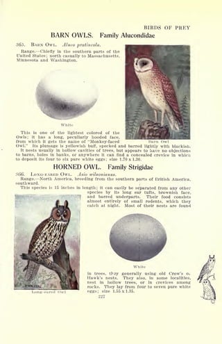 BARN OWLS.
BIRDS OF PREY
Family Alucondidae
365. BARN OWL. Aluco pratincola.
Range. Chiefly in the southern parts of the
United States ; north casually to Massachusetts,
Minnesota and Washington.
White
This is one of the lightest colored of the
Owls; it has a long, peculiarly hooded face,
from which it gets the name of "Monkey-faced Barn Owl
Owl." Its plumage is yellowish buff, specked and barred lightly with blackish.
It nests usually in hollow cavities of trees, but appears to have no objections
to barns, holes in banks, or anywhere it can find a concealed crevice in which
to deposit its four to six pure white eggs; size 1.70 x 1.30.
HORNED OWL. Family Strigidae
366. LONG-EARED OWL. Asio rvilsonianus.
Range. North America, breeding from the southern parts of British America,
southward. ;
This species is 15 inches in length; it can easily be separated from any other
species by its long ear tufts, brownish face,
and barred underparts. Their food consists
almost entirely of small rodents, which they
catch at night. Most of their nests are found
"Lone- eared Owl
White
in trees, thay generally using old Crow's Oi
Hawk's nests. They also, in some localities,
nest in hollow trees, or in crevices among
rocks. They lay from four to seven pure white
eggs; size 1.55x1.35.
227
 