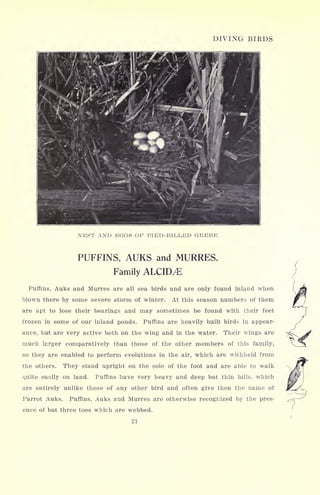 DIVING BIRDS
NEST AND EGGS OF PIED-BILLED GREBE
PUFFINS, AUKS and MURRES.
Family ALCID^E
Puffins, Auks and Murres are all sea birds and are only found inland when
blown there by some severe storm of winter. At this season numbers of them
are apt to lose their bearings and may sometimes be found with their feet
frozen in some of our inland ponds. Puffins are heavily built birds in appear-
ance, but are very active both on the wing and in the water. Their wings are
much larger comparatively than those of the other members of this family,
so they are enabled to perform evolutions in the air, which are withheld from
the others. They stand upright on the sole of the foot and are able to walk
quite easily on land. Puffins have very heavy and deep but thin bills, which
are entirely unlike those of any other bird and often give then the name of
Parrot Auks. Puffins, Auks and Murres are otherwise recognized by the pres-
ence of but three toes which are webbed.
21
 