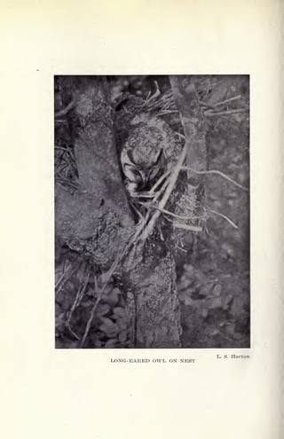 LONG-EARED OWL ON NEST
 