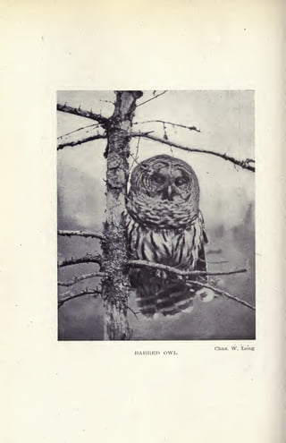 BARRED OWL
Chas. W. Long
 