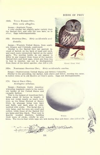 BIRDS OF PREY
368b. TEXAS BARRED OWL.
Strix varia albogilva.
Range. Southern Texas.
A very similar but slightly paler variety than
the Barred Owl, and with the toes bare, as in
alien i. Eggs indistinguishable.
369. SPOTTED OWL.
dentalis.
Stria,' occidentalis occi-
Range. Western United States, from south-
ern Oregon and Colorado, southward.
Similar to the Barred Owl, but spotted, in-
stead of barred, on the back of head and neck,
and much more extensively barred on the under
parts. The nesting habits do not appear to
differ in any respect from those of the eastern
Barred Owl, and their eggs, which are from two
to four in number, can not be distinguished
from those of the latter species; size 2.05 x 1.80. Great Gray Owl
369a. NORTHERN SPOTTED OWL. Strix occidentalis caurina.
Range. Northwestern United States and British Columbia.
Similar to the preceding, but darker, both above and below; nesting the same,
in hollow trees or in old Hawk's or Crow's nests. Eggs not distinguishable.
370. GREAT GRAY OWL.
Scotiaptex nebulosa.
Range. Northern North America;
wintering regularly south to the north-
ern border of the United States and
casually farther.
This is the largest of American Owls,
being about 26 inches in length; it
does not weigh nearly as much, how-
ever, as the Great Horned or Snowy
Owls, its plumage being very light
and fluffy, and dark gray in color,
mottled with white. The facial disc is
very large, and the eyes are small and
yellow, while those of the Barred Owl
are large and blue black. They nest in
heavily wooded districts, building
their nests of sticks, chiefly in pine
trees. The two to four white eggs are laid during May and June; size 2.15 x 1.70.
White
*!; *:.^v^^^
_i* _ ,=^-r-/ f,1' LI *l,I>
'
^W&r)
'" '
"ZZffZF?***'*
'
 