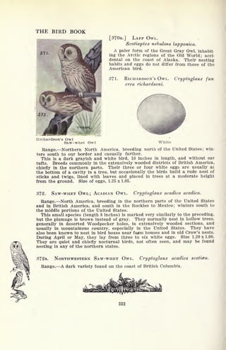 THE BIRD BOOK
[370a.J LAPP OWL.
Scotiaptex nebulosa lapponica.
A paler form of the Great Gray Owl, inhabit
ing the Arctic regions of the Old World; acci-
dental on the coast of Alaska. Their nesting
habits and eggs do not differ from those of the
American bird.
371. RICHARDSON'S OWL.
erea richardsoni.
Cryptoglaux fun
Richardson's Owl
Saw-whet Owl White
Range. Northern North America, breeding north of the United States ; win-
ters south to our border and casually farther.
This is a dark grayish and white bird, 10 inches in length, and without ear
tufts. Breeds commonly in the extensively wooded districts of British America,
chiefly in the northern parts. Their three or four white eggs are usually at
the bottom of a cavity in a tree, but occasionally the birds build a rude nest of
sticks and twigs, lined with leaves and placed in trees at a moderate height
from the ground. Size of eggs, 1.25 x 1.05.
372. SAW-WHET OWL; ACADIAN OWL. Cryptoglaux acadica acadica.
Range. North America, breeding in the northern parts of the United States
and in British America, and south in the Rockies to Mexico; winters south to
the middle portions of the United States.
This small species (length 8 inches) is marked very similarly to the preceding,
but the plumage is brown instead of gray. They normally nest in hollow trees.
generally in deserted Woodpecker holes, in extensively wooded sections, and
usually in mountainous country, especially in the United States. They have
also been known to nest in bird boxes near faa?m houses and in old Crow's nests.
During April or May, they lay from three to six white eggs. Size 1.20x1.00.
They are quiet and chiefly nocturnal birds, not often seen, and may be found
nesting in any of the northern states.
372a. NORTHWESTERN SAW-WHET OWL. Cryptoglaux acadica scoticea.
Range. A dark variety found on the coast of British Columbia.
232
 