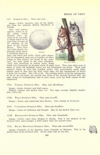 BIRDS OF PREY
373. SCREECH OWL. Otus asio asio.
Range. North America, east of the plains
and from the southern British Provinces to
Florida.
This well known
species, which is of-
ten called "Little
Horned Owl" be-
cause of its ear tufts f
j
is found either in the I
type form of some of
1|V
its varieties in all
parts of the United
States. They have
two color phases, the
plumage being either Whitp
a yellowish brown or
gray, and black and white; these color phases
are not dependent upon sex or locality, as often
young or both phases are found in the same
riest; the gray phase is the most abundant.
They nest anywhere in hollow trees, being
found very frequently in decayed stubs of apple trees. They also often nest in
barns or other old buildings which are not frequented too freely. Their food
consists chiefly of mice and meadow moles, with occasionally small birds.
During April or May they lay their white eggs, the full complement of which
is from five to eight. Size 1.35 x 1.20. The nesting habits of all the sub-species,
as far as we can learn, are exactly like those of the eastern Screech Owl; the
eggs cannot be distinguished, and in most cases, even the birds cannot be dis-
tinguished.
Screech Owl
373a. FLORIDA SCREECH OWL. Otus asio ftoridanus.
Range. South Atlantic and Gulf coasts.
Slightly smaller and darker than asin. The eggs average slightly smaller.
Size 1.30x1.15.
373b. TEXAS SCREECH OWL. Otus asio mccalli.
Range. Texas, and southward into Mexico. Very similar to floridanus.
373c. CALIFORNIA SCREECH OWL. Otus asio bendirei.
Range. Coast of California and Oregon. Size of, but darker than asio.
373d. KENNICOTT'S SCREECH OWL. Otus asio kennicotti.
Range. Pacific coast from Oregon to Alaska. This is the darkest of the
Screech Owls and averages a trifle larger than the eastern form.
373e. ROCKY MOUNTAIN SCREECH OWL. Otus asio maxwellia.
Range. Foothills of the Rockies, from Colorado to Montana. This is the
palest form of the Screech Owl, Of the same size as the last.
233
 