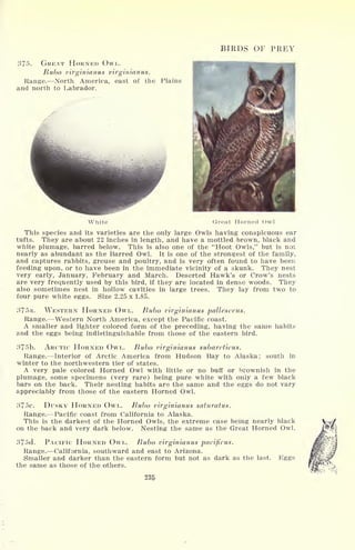 BIRDS OF PREY
37!>- GREAT HORNED OWL,
Bubo virginianus virginianus.
Range. North America, east of the Plains
and north to Labrador.
White Great Horned Owl
This species and its varieties are the only large Owls having conspicuous ear
tufts. They are about 22 inches in length, and have a mottled brown, black and
white plumage, barred below. This is also one of the "Hoot Owls," but is not
nearly as abundant as the Barred Owl. It is one of the strongest of the family,
and captures rabbits, grouse and poultry, and is very often found to have been
feeding upon, or to have been in the immediate vicinity of a skunk. They nest
very early, January, February and March. Deserted Hawk's or Crow's nests
are very frequently used by this bird, if they are located in dense woods. They
also sometimes nest in hollow cavities in large trees. They lay from two to
four pure white eggs. Size 2.25 x 1.85.
WESTERN HORNED OWL. Bubo virginianus pallescens.
Range. Western North America, except the Pacific coast.
A smaller and lighter colored form of the preceding, having the same habits
and the eggs being indistinguishable from those of the eastern bird.
in
ARCTIC HORNED OWL. Bubo virginianus subarcticus.
Range. Interior of Arctic America from Hudson Bay to Alaska; south
winter to the northwestern tier of states.
A very pale colored Horned Owl with little or no buff or brownish in the
plumage, some specimens (very rare) being pure white with only a few black
bars on the back. Their nesting habits are the same and the eggs do not vary
appreciably from those of the eastern Horned Owl.
375C. DUSKY HORNED OWL. Bubo virginianus saturatus.
Range. Pacific coast from California to Alaska.
This is the darkest of the Horned Owls, the extreme case being nearly black
on the back and very dark below. Nesting the same as the Great Horned Owl.
375d. PACIFIC HORNED OWL. Bubo virginianus pacificus.
Range. California, southward and east to Arizona.
Smaller and darker than the eastern form but not as dark as the last,
the same as those of the others.
Eggs
 