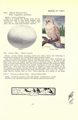 375e. DWARF HORNED OWL.
Bubo virginianus elachistus.
Range. Lower California.
This is a similar but darker form of the
Horned Owl and is very much smaller than
virginianus. The nesting habits will be the
same, but the eggs may average smaller.
BIRDS OF PREY
VWhite Snowy Owl
376. SNOWY OWL. Nyctea nyctea.
Range. Arctic regions, breeding within the Arctic Circle and wintering to
the northern border of the United States and casually farther.
This very beautiful species varies in plumage from pure white, unmarked, to
specimens heavily and broadly barred with blackish brown. It is, next to the
Great Gray Owl, the largest species found in America, being 2 feet in length.
Like the Great Horned Owls, they are very strong, fearless, and rapacious birds,
feeding upon hares, squirrels and smaller mammals, as well as Grouse, Ptar-
migan, etc. They nest upon the ground, on banks or mossy hummocks on the
dry portions of marshes, laying from two to eight eggs, white in color and with
a, smoother shell than those of the Great Horned Owl. Size 2.25 x 1.75. Data.
Point Barrow, Alaska, June 16, 1898. Three eggs laid in a hollow in the moss.
[377-] EUROPEAN HAWK OWL. Surnia ulula ulula.
Range. Northern portion of the Old World; accidental in Alaska.
Similar to the American species, but lighter and more brownish.
 