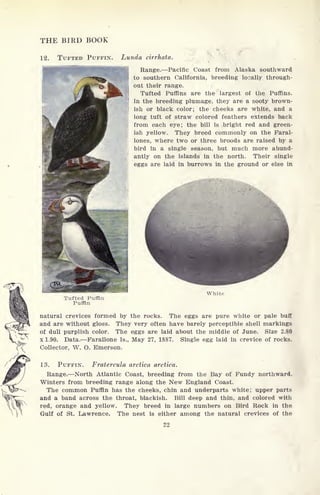THE BIRD BOOK
12. TUFTED PUFFIX. Lunda cirrhata.
Tufted Puffin
Puffin
Range. Pacific Coast from Alaska southward
to southern California, breeding locally through-
out their range.
Tufted Puffins are the largest of the Puffins.
In the breeding plumage, they are a sooty brown-
ish or black color; the cheeks are white, and a
long tuft of straw colored feathers extends back
from each eye; the bill is bright red and green-
ish yellow. They breed commonly on the Faral-
lones, where two or three broods are raised by a
bird in a single season, but much more abund-
antly on the islands in the north. Their single
eggs are laid in burrows in the ground or else in
White
natural crevices formed by the rocks. The eggs are pure white or pale buff
and are without gloss. They very often have barely perceptible shell markings
of dull purplish color. The eggs are laid about the middle of June. Size 2.80
x 1.90. Data. Farallone Is., May 27, 1887. Single egg laid in crevice of rocks.
Collector, W. O. Emerson.
13. PUFFIN. Fratercula arctica arctica.
Range. North Atlantic Coast, breeding from the Bay of Fundy northward.
Winters from breeding range along the New England Coast.
The common Puffin has the cheeks, chin and underparts white; upper parts
and a band across the throat, blackish. Bill deep and thin, and colored with
red, orange and yellow. They breed in large numbers on Bird Rock in the
Gulf of St. Lawrence. The nest is either among the natural crevices of the
22
 