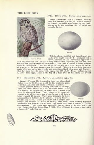 THE BIRD BOOK
377a. HAWK OWL. Surnia ulula caparoch.
Range. Northern North America, breeding
from the central portions of British America
northward; probably also breeds in the Rocky
Mountains in the northern tier of states and
casually farther.
White
1 |
. This handsome mottled and barred, gray and
Am i TTawk Owl black Owl mi ht readily be mistaken for a
Hawk, because of his Hawk-like appearance
and long rounded tail. They are very active birds, especially in the day time,
for they are more diurnal than nocturnal; their food is mostly of small rodents,
and also small birds. They nest either in the tops of large fir trees, in hollows
of stumps, or, in some cases, upon the ground. When in trees their nests are
made of twigs, leaves and weeds, and sometimes lined with moss and feathers;
they lay from three to eight white eggs, size 1.50 x 1.20. Data. Labrador, May
3, 1899. Five eggs. Nest in the top of a dead tree, 15 feet from the ground.
378. BURROWING OWL. Speotyto cunicularia hypogcea.
Range. Western North America from the Mississippi
Valley west to California; north to the southern parts
of British America and south to Central America.
These peculiar birds are wholly different in plumage,
form and habits from any other American Owls. They
can readily be recognized by their long, slender and
scantily feathered legs. Their plumage is brownish,
spotted with white above, and white, barred with brown
below; length 10 inches. They nest, generally in large
communities in burrows in the ground, usually deserted
Prairie Dog holes. While generally but a single pair
occupy one burrow, as many as twenty have been found nesting together.
Sometimes the burrows are unlined, and again may have a carpet of grasses
and feathers. Their white eggs generally number from six to ten; size 1.25 x
1.00. Data. Sterling, Kans., May 7, 1899. Nest of bits of dry dung at the end of
a deserted Prairie Dog burrow.
White
 