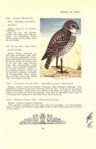 BIRDS OF PREY
378a. FLORIDA BURROWING
OWL. Speotyto cunicularia
floridana.
Range. Local in the interior
of Florida.
Like the last, but slightly
smaller and paler, and with the
tarsus less feathered. Their
habits or eggs do not differ from
the preceding.
379- PYGMY OWL. Glaucidium
gnoma gnoma.
Range. Rocky Mountain re-
gion and westward; from Brit-
ish Columbia southward. These
interesting little Owls, which are
but seven inches in length, feed
in the day time upon insects,
mice and, occasionally, small
birds. They frequent extensive-
ly wooded districts, chiefly in
the mountain ranges. They nest
in tall trees, generally in desert-
ed Woodpeckers' holes, laying
three or four white eggs during
May; size about 1.00 x .90. Burrowing Owl
379a. CALIFORNIA PYGMY OWL. Glaucidium gnoma californicum.
Range. Pacific coast from British Columbia, south through California. This
sub-species is darker and more brownish than the last. It is not an uncommon
bird in California. They nest in the tallest trees along the ranges, often being
found 75 or more feet from the ground. The eggs do not differ from those of
the Pygmy Owl, ranging in size from 1.00 x .85 to 1.20 x .95.
379-1. HOSKIN'S PYGMY OWL. Glaucidium hoskinsi.
Range. Southern Lower California.
This species is smaller and more gray than the preceding. It is not probable
that its manners of nesting or eggs differ in any respect from those of the others
of this genus.
239
 