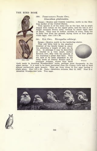 THE BIRD BOOK
380. FERRUGINOUS PYGMY OWL.
Glaucidium phalcenoides.
Range. Mexico and Central America; north to the Mex-
ican border of the United States.
This species is of the same size as the last, but is much
tinged with rufous on the upper parts, and the tail is of a
bright chestnut brown color, crossed by about eight bars
of black. They nest in hollow cavities in trees, from ten
to forty feet from the ground, laying three or four glossy
white eggs; size 1.10 x .90.
381. ELF, OWL. Micropallas whitneyi.
Range. Mexico, north to the bordering states.
This odd little bird is the smallest
member of the family found in Amer-
ica, attaining a length of only six in-
ches. In plumage it may be described
as similar to a very small, earless
Screech Owl, only with the pattern of
the markings a great deal finer. They
are said to be quite abundant in the
table lands of central Mexico and in
southern Arizona, where they build
their nests in deserted Woodpeckers' holes, perhaps most frequently in the
giant cactus. It is said to be more nocturnal than the Pygmy Owls and to feed
almost exclusively upon insects. They lay from three to five eggs having a
slight gloss. Size 1.02 x .90. Data. Southern Arizona, May 22, 1902. Nest in a
deserted Woodpecker hole. Two eggs.
380 381 White
240
 