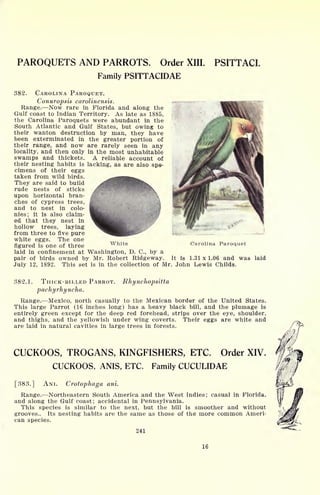 PAROQUETS AND PARROTS. Order XIII. PSITTACI.
Family PSITTACIDAE
382. CAROLINA PAROQUET.
Conuropsis carolinensis.
Range. Now rare in Florida and along the
Gulf coast to Indian Territory. As late as 1885,
the Carolina Paroquets were abundant in the
South Atlantic and Gulf States, but owing to
their wanton destruction by man, they have
been exterminated in the greater portion of
their range, and now are rarely seen in any
locality, and then only in the most unhabitable
swamps and thickets. A reliable account of
their nesting habits is lacking, as are also spe-
cimens of their eggs
taken from wild birds.
They are said to build
rude nests of sticks
upon horizontal bran-
ches of cypress trees,
and to nest in colo-
nies; it is also claim-
ed that they nest in
hollow trees, laying
from three to five pure
white eggs. The one
figured is one of three
laid in confinement at Washington, D. C., by a
pair of birds owned by Mr. Robert Ridgeway.
White Ca,rolina Paroquet
It is 1.31x1.06 and was laid
July 12, 1892. This set is in the collection of Mr. John Lewis Childs.
382.1. THICK-BILLED PARROT. Rhynchopsitta
pachyrhyncha.
Range. Mexico, north casually to the Mexican border of the United States.
This large Parrot (16 inches long) has a heavy black bill, and the plumage is
entirely green except for the deep red forehead, strips over the eye, shoulder,
and thighs, and the yellowish under wing coverts. Their eggs are white and
are laid in natural cavities in large trees in forests.
CUCKOOS, TROGANS, KINGFISHERS, ETC. Order XIV.
CUCKOOS, ANIS, ETC. Family CUCULIDAE
[383.] ANI. Crotophaga ani.
Range. Northeastern South America and the West Indies; casual in Florida,
and along the Gulf coast; accidental in Pennsylvania.
This species is similar to the next, but the bill is smoother and without
grooves.. Its nesting habits are the same as those of the more common Ameri-
can species.
241
16
 