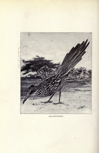 ROADRUNNER
 