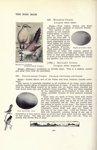 THE BIRD BOOK
386.
Mangrove Cuckoo
Yellow-billed Cuckoo
386. MANGROVE CUCKOO.
Coccyzus minor minor.
Range. West Indies, Mexico and South
America, north regularly to southern Florida.
This species is very
similar to our common
Yellow-billed Cuckoo,
but the whole under-
parts are deep buff. It
is a common species and
nests abundantly in the
West Indies, but occurs
only in limited numbers
in southern Florida.
Their nests are shallow
platforms of twigs and rootlets, placed in
bushes and low trees, and upon which they lay
three or four pale greenish blue eggs, similar
to those of the Yellow-billed species but averag-
ing smaller; size 1.15 x .85.
[386a.] MAYNARD'S CUCKOO.
Coccyzus minor maynardi.
Light greenish blue
Range. Bahamas; accidental on Florida Keys,
and paler form than the preceding.
This is a slightly smaller
387. YELLOW-BILLED CUCKOO. Coccyzus americanus americanus.
Range. United States east of the Plains and from southern Canada south-
ward.
This species is generally abundant in all localities in its range, which afford
suitable nesting places of tangled underbrush or vines. It may be distinguished
from the Black-billed variety by its larger size (12 inches long), blackish tail
with broad white tips, and yellowish lower mandible. They are often regarded
by the superstitious as forecasters of rain, and as
omens, probably because of their gutteral croaking
notes.
Their nests are made of twigs, lined with shreds
of grape vine bark or catkins; the nests are gener-
ally very shabbily made and so flat on the top that
the eggs frequently roll off. They are located near
the ground in bushes or low trees. The three or four
eggs are deposited at intervals of several days, and
frequently young birds and eggs are found in
the nest at the same time. Like the Flicker, this
bird will frequently continue laying if one egg is
removed at a time, and as many as twelve have been taken from the same nest,
by this means. The eggs are light greenish blue. Size 1.20 x .90. They are
usually laid during May or June.
244
Pale greenish blue
 