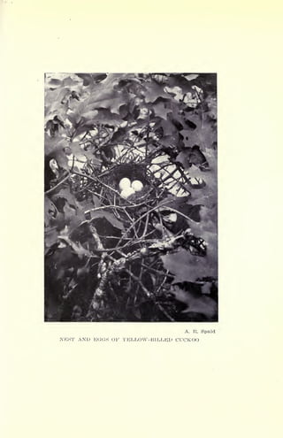A. R. Spaid
NEST ANP EGGS OF YELLO V-BlLJvEp CUCKOO
 