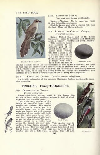 THE BIRD BOOK
387a. CALIFORNIA CUCKOO.
Coccyzus americanus occidentalis.
Range. Western North America, from
British Columbia, southward.
Slightly larger and with a stouter bill than
the last. Eggs not distinguishable.
388. BLACK-BILLED CUCKOO. Coccyzus
erythrophthalmus.
Range. United States east of the Rocky
Mountains; north to Labrador and Manitoba;
south in winter to Central and South America.
This species is rather
more common in the
northern part of the
United States than the
Yellow -
billed variety.
The bird is smaller, has
a blackish bill, and the
tail is the same color as
the back and only slight-
Greenish blue
similar locations and of the same materials as used by the Yellow-bill; the three
or four eggs are smaller and a darker shade of greenish blue. Size 1.15 x .85.
All the Cuckoos are close sitters and will not leave the nest until nearly reached
with the hand, when they will slowly nutter off through the underbrush, and
continue to utter their mournful "Kuk-kuk-kuk," many times repeated.
[388.1.] KAMCHATKA CUCKOO. Cuculus canorus telephonus.
An Asiatic subspecies of the common European Cuckoo, accidentally occur-
ring in Alaska.
TROGONS. Family TROGONID^
389. COPPERY-TAILED TROGON.
Trogon ambiguus.
Range. Southern Mexico, north to
Grande in Texas and in southern Arizona,
localities they probably breed.
This is the only member of this
family of beautiful birds which
reaches our borders. This species
is 12 inches in length, and is a
metallic green color on the upper
parts and breast, and with coppery
reflections of the middle tail feath-
ers, the outer ones being white,
very finely vermiculated with black,
as are the wing coverts. The under-
parts, except for a white band
across the breast, are rosy red. This
cavities in large trees, generally in large
pecker holes. They are also said to have
ing in holes in banks. Their eggs are
number and are a dull white in color.
246
the Lower Rio
in both of which
species nest in
, deserted Wood-
been found nest-
three or four in
Size 1,10 x .85. 387a 389
 