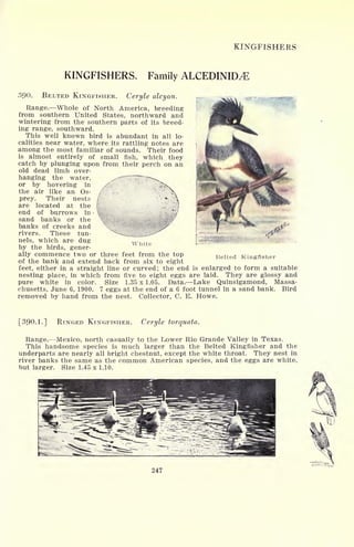 KINGFISHERS
KINGFISHERS. Family ALCEDINID^E
390. BELTED KINGFISHER. Ceryle alcyon.
Range. Whole of North America, breeding
from southern United States, northward and
wintering from the southern parts of its breed-
ing range, southward.
This well known bird is abundant in all lo-
calities near water, where its rattling notes are
among the most familiar of sounds. Their food
is almost entirely of small fish, which they
catch by plunging upon from their perch on an
old dead limb over-
hanging the water,
or by hovering in
the air like an Os- /
prey. Their nests /
are located at the [
:
end of burrows in >
1
sand banks or the
banks of creeks and
rivers. These tun-
nels, which are dug
by the birds, gener-
ally commence two or three feet from the top
of the bank and extend back from six to eight
feet, either in a straight line or curved; the end is enlarged to form a suitable
nesting place, in which from five to eight eggs are laid. They are glossy and
pure white in color. Size 1.35 x 1.05. Data. Lake Quinsigamond, Massa-
chusetts, June 6, 1900. 7 eggs at the end of a 6 foot tunnel in a sand bank. Bird
removed by hand from the nest. Collector, C. E. Howe.
White
Belted Kingfisher
[390.1.] RINGED KINGFISHER. Ceryle torquata.
Range. Mexico, north casually to the Lower Rio Grande Valley in Texas.
This handsome species is much larger than the Belted Kingfisher and the
underparts are nearly all bright chestnut, except the white throat. They nest in
river banks the same as the common American species, and the eggs are white,
but larger. Size 1.45 x 1.10.
247
 