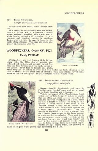 WOODPECKERS
391. TEXAS KINGFISHER.
Ceryle americana septentrionalis
Range. Southern Texas, south through Mex-
cio.
This variety is much smaller than the Belted,
length 8 inches, and is a lustrous greenish
above, variously speckled with white, and is
white below, spotted with greenish. It is a
common and resident species in southern
Texas, where it lays its eggs in holes in the
banks along streams. The eggs are white and
glossy, and measure .95 x .70.
WOODPECKERS. Order XV. PICI.
Family PICIDAE
Woodpeckers are well known birds having
sharp chisel-like bills, sharply pointed and
stiffened tail feathers, and strongly clawed feet
with two toes forward and two back, except in
one genus. Their food is insects and grubs,
which they get by boring in trees, and from under the bark, clinging to the
sides of trunks or the under side of branches with their strong curved nails,
aided by the tail, for a prop. They are largely resident where found.
Texas King-fisher
392. IVORY-BILLED WOODPECKER.
Campephilus principalis.
Range. Locally distributed, and rare, in
Florida, along the Gulf coast and north casual-
ly to South Carolina and Arkansas.
This is the largest of the Woodpeckers found
within our borders, being 20 inches in length.
But one other American species exceeds it in
size, the Imperial Woodpecker of Mexico, which
reaches a length of nearly two feet; as this
species is found within a few miles of our
Mexican border, it may yet be classed as a
North American bird. The present species has
a large, heavy, ivory-white bill. They can
readily be identified, at a great distance, from
the Pileated Woodpecker by the large amount
of white on the secondaries. They used to be
not uncommonly seen in many sections of the
southeast but are now found very locally and
only in the largest and remote woods. They
nest in holes in large trees in the most impen-
etrable swamps; laying three, and probably as
six pure white glossy eggs measuring 1.45 x 1.00.
249
Woodpecker
 